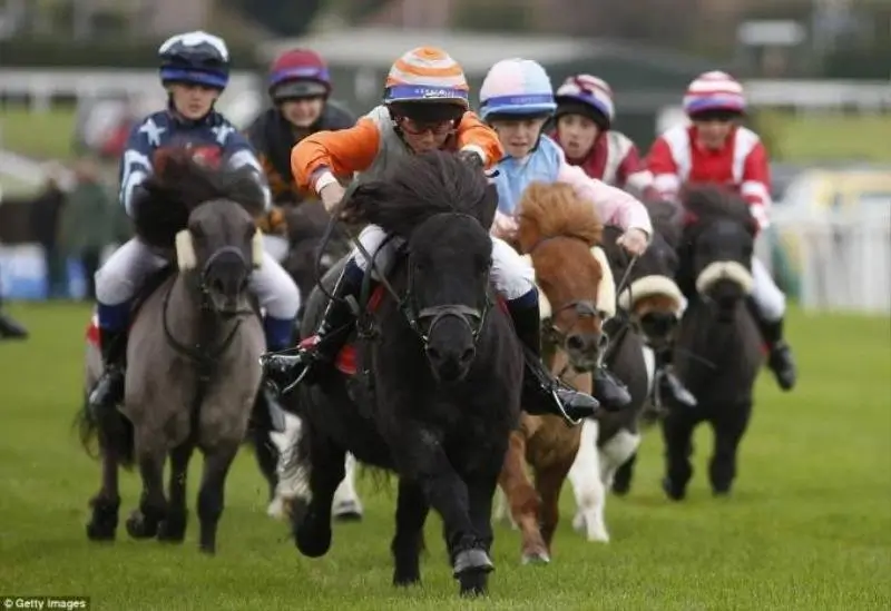 Các loại cược phổ biến trong đua ngựa